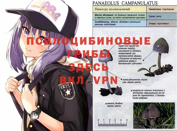 кокс Алексин